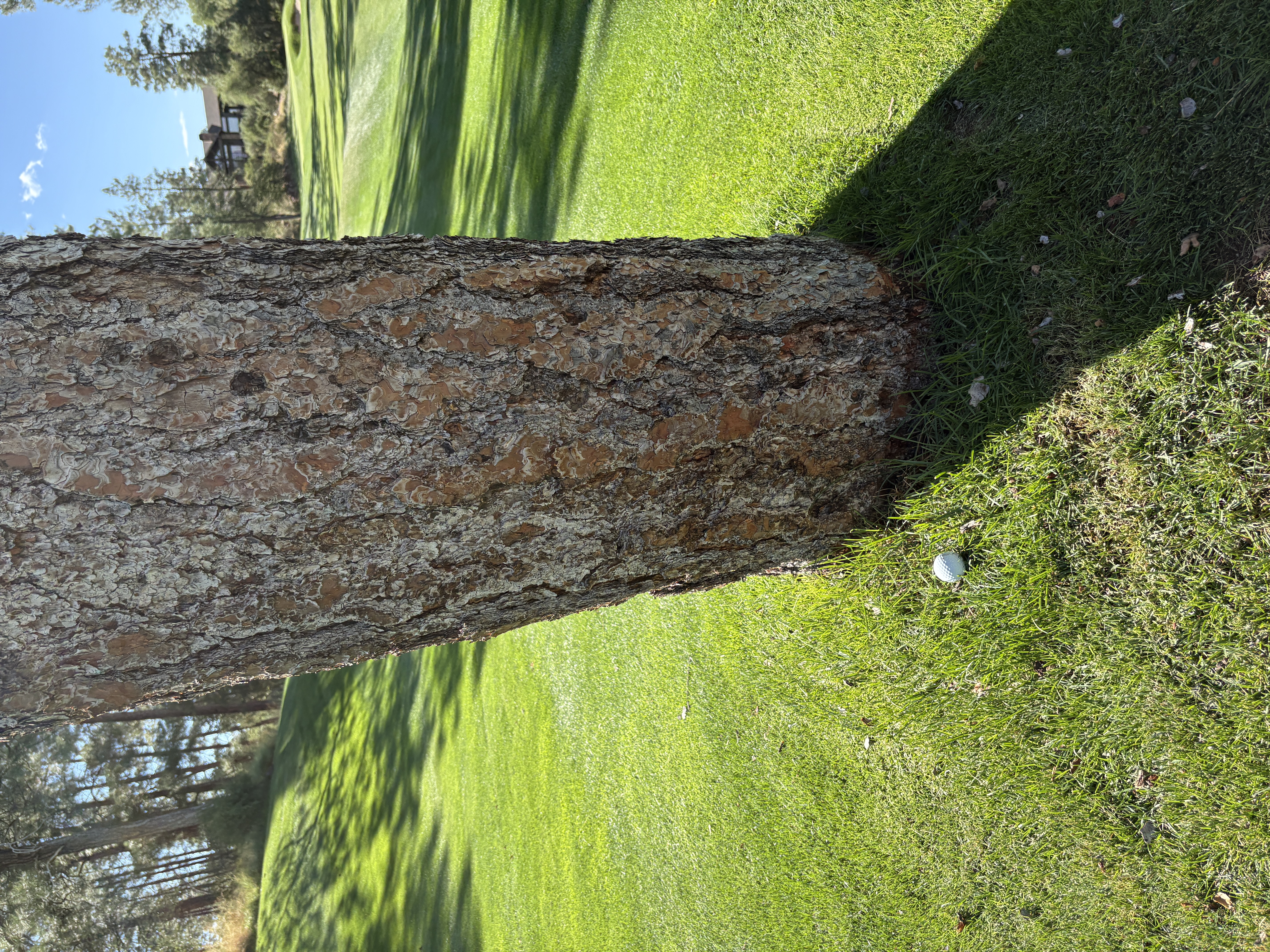 ArdentGolfer